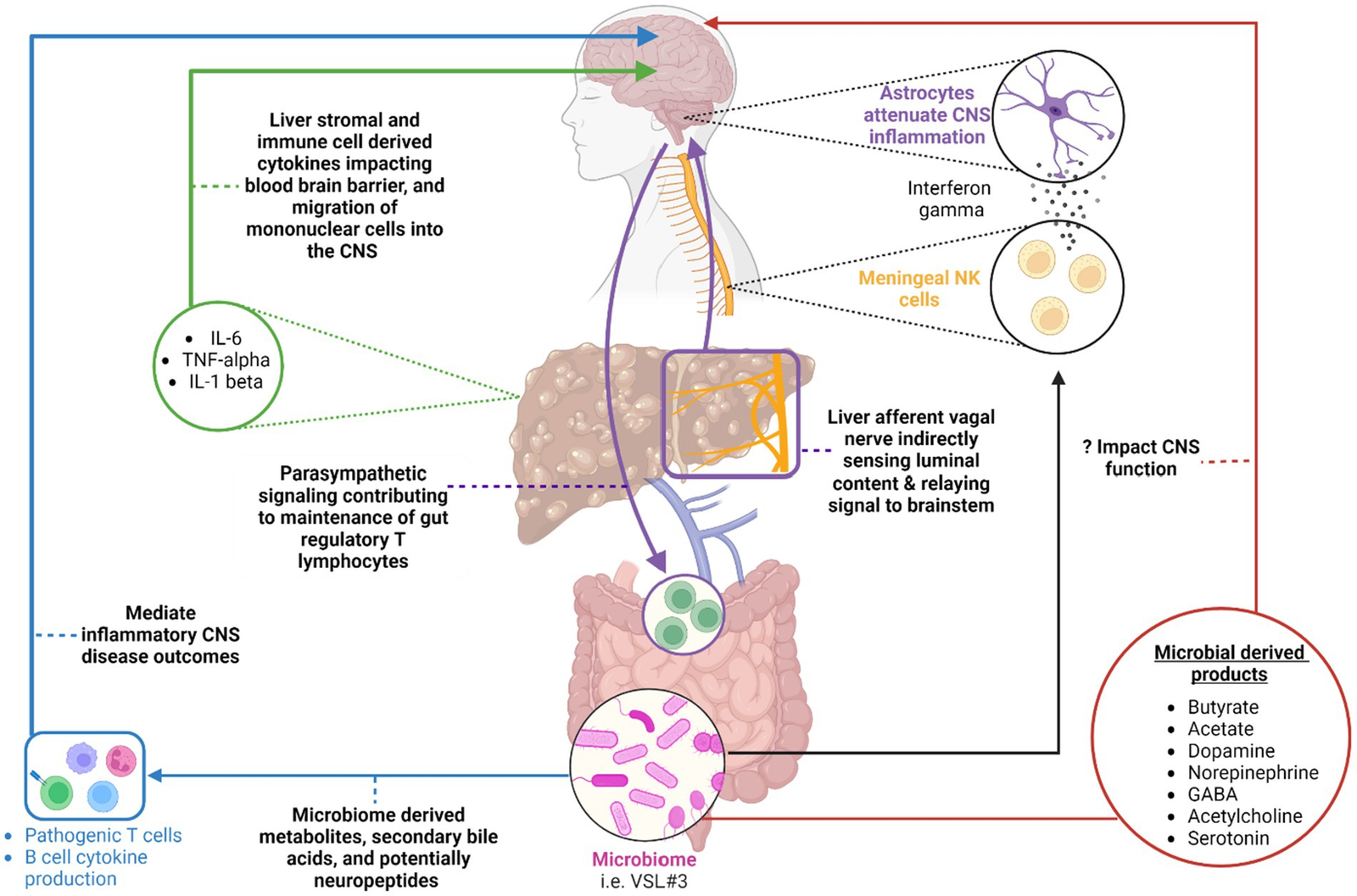 FMT Treatment for Liver Disorders - Alcoholic Hepatitis, Hepatic Encephalopathy
